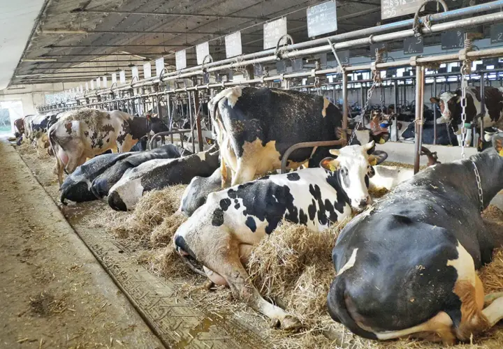 Rodzaje uwięzi dla bydła: najlepsze rozwiązania i systemy mocowania
