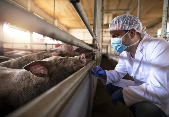 Bioasekuracja na fermie świń: kluczowe zasady i skuteczne metody