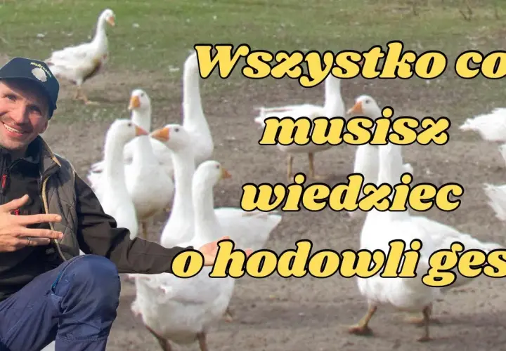 Przydomowa hodowla gęsi - praktyczny poradnik dla początkujących rolników