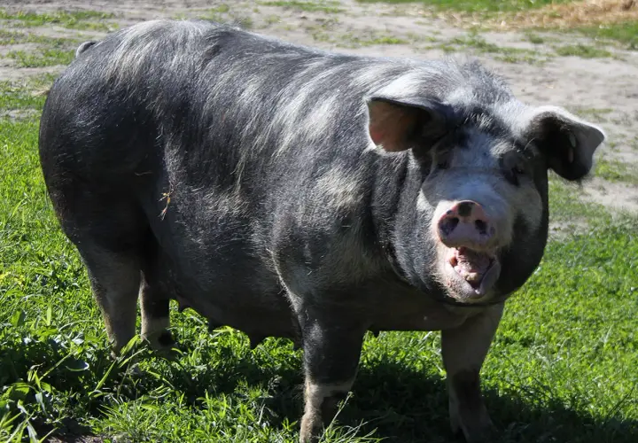 Świnia puławska: charakterystyka i zalety tradycyjnej polskiej rasy