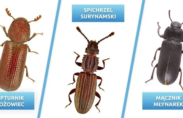 Szkodniki zbóż w magazynach: identyfikacja i skuteczne metody walki
