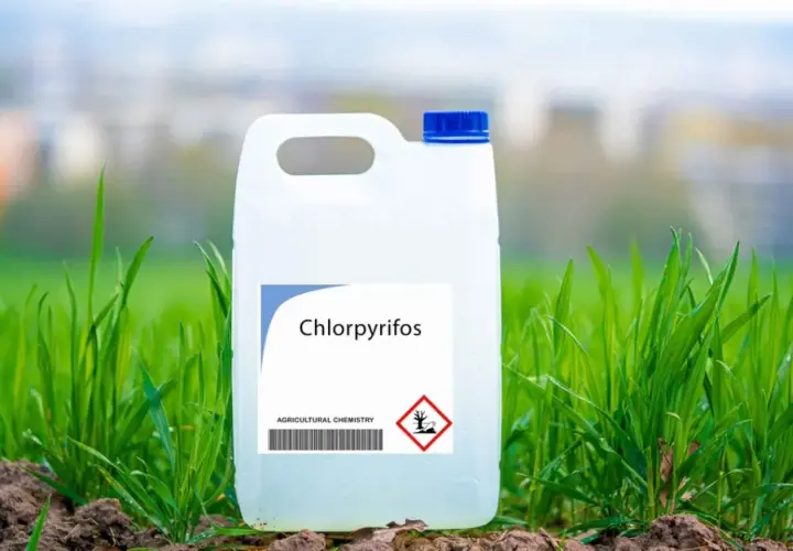 Chloropiryfos: kluczowe informacje o czasie działania insektycydu