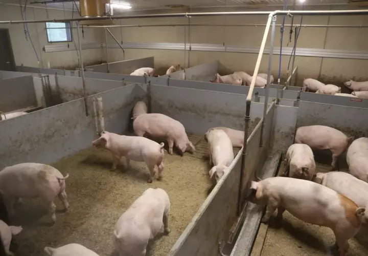 Jak rozpocząć hodowlę świń? Kompletny poradnik dla rolników
