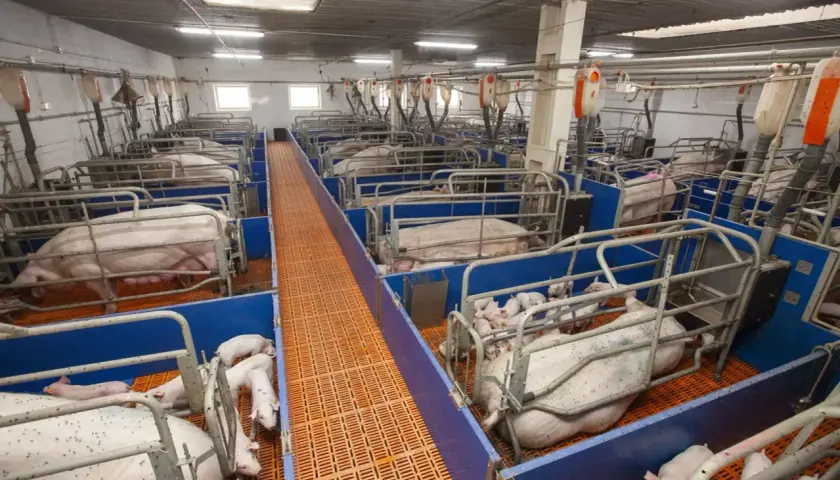 Karta lochy: klucz do efektywnego zarządzania hodowlą świń