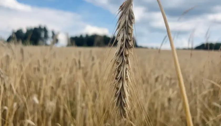 Jaki nawóz pod żyto ozime, aby uniknąć problemów z plonami?