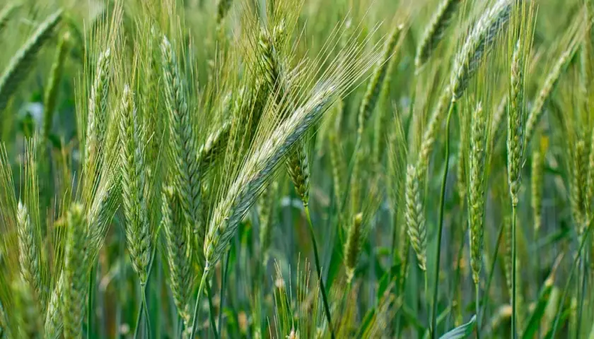 Dopłaty do materiału siewnego: Jakie są nowe zasady?