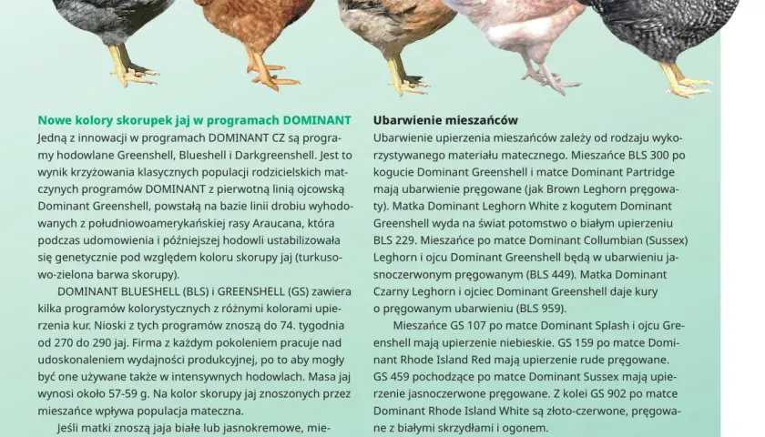 Rasowe kury: cechy, popularne rasy i hodowla - co warto wiedzieć