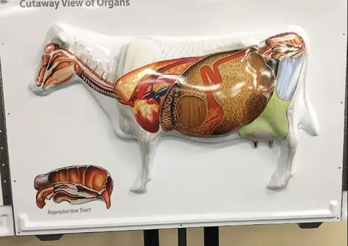 Kompleksowa budowa anatomiczna krowy: poznaj tajniki jej organizmu