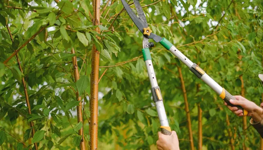 Jak obcinać jabłonie? Najlepsze techniki przycinania drzew owocowych