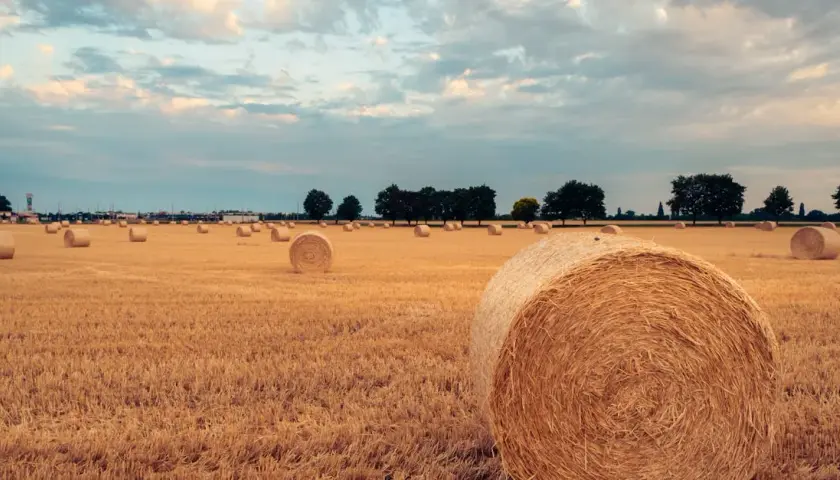 Żniwa: Analiza plonów i warunków w ostatnich latach – co się zmieniło?