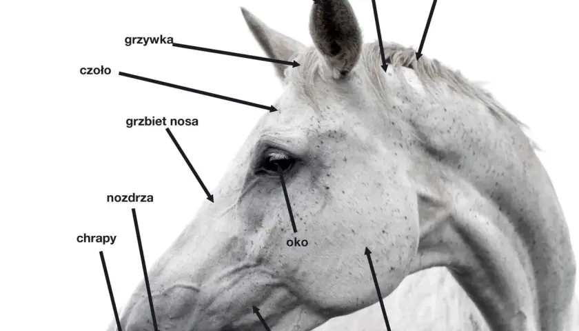 Nozdrza konia: Kluczowy element anatomii i oddychania wierzchowca