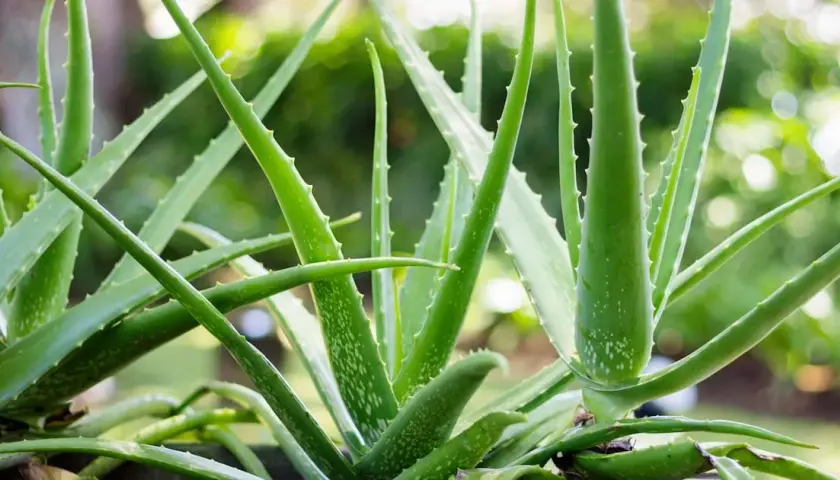 Jak uprawiać aloes: unikaj najczęstszych błędów w pielęgnacji