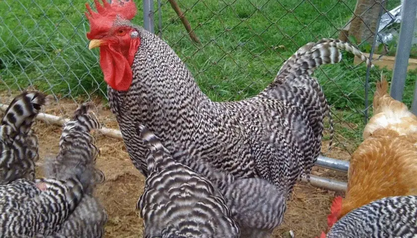 Kura Novogen: Cechy, zalety i wymagania tej popularnej rasy kur