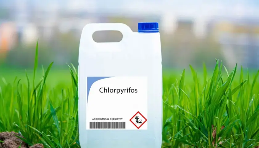 Chloropiryfos: kluczowe informacje o czasie działania insektycydu