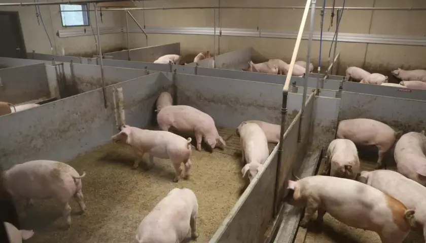 Jak rozpocząć hodowlę świń? Kompletny poradnik dla rolników