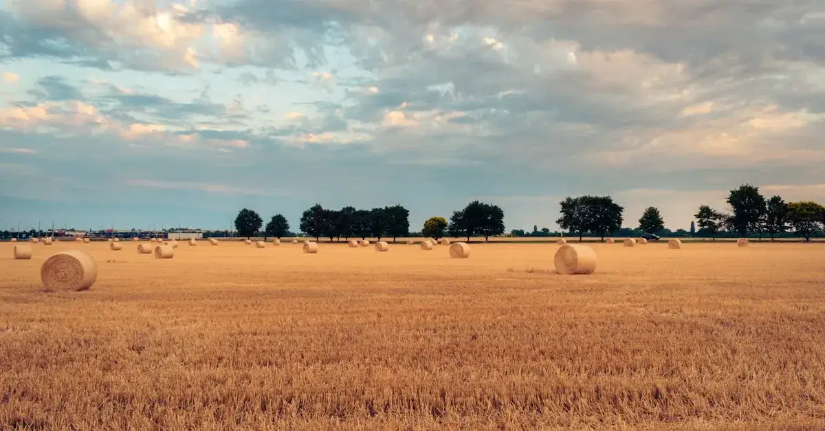 Zdjęcie Ile kosztuje balot słomy i inne produkty rolnicze? Przewodnik po cenach