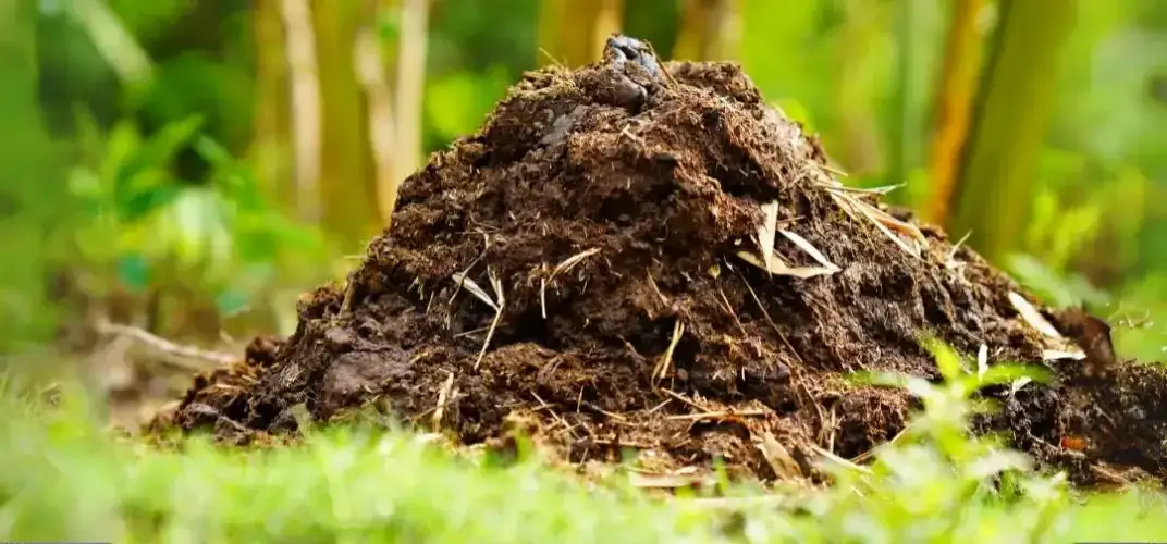 Zdjęcie Obornik pod warzywa na wiosnę - kiedy go użyć, by plon był obfity?