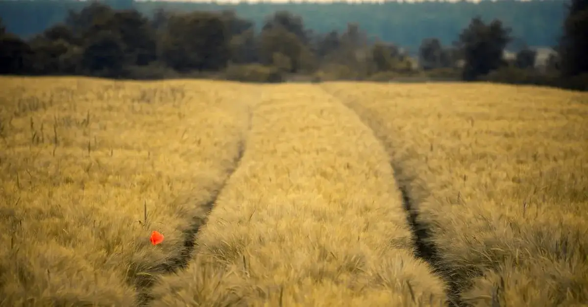 Zdjęcie Dopłaty do materiału siewnego: Jakie są nowe zasady?