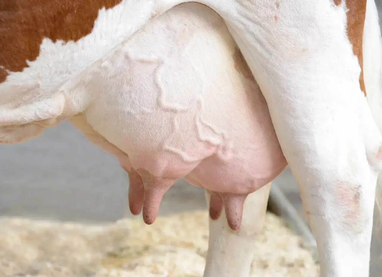 Zdjęcie Mastitis - co to jest? Objawy i przyczyny zapalenia piersi